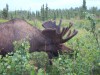 Airport Moose