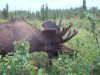 Airport Moose