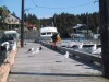 Bald Eagle feeding