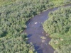 Bears fishing near Iliamna Lake