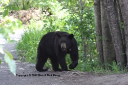 Black Bear at Eagle River Nature Center